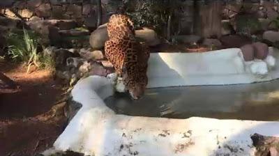 PREVIENE ZACANGO AFECTACIONES EN ANIMALES POR ALTAS TEMPERATURAS