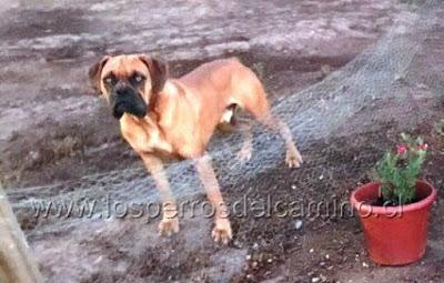 Ayúdanos a buscar a TOMMY.