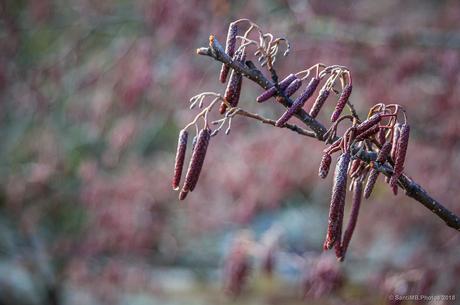 Los abedules en invierno