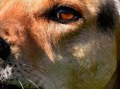 Hepatitis Canina