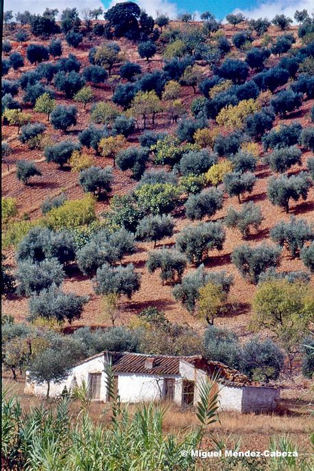 Belvís de la Jara y su Entorno