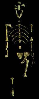 Homínidos fósiles: Lucy (AL 288-1)