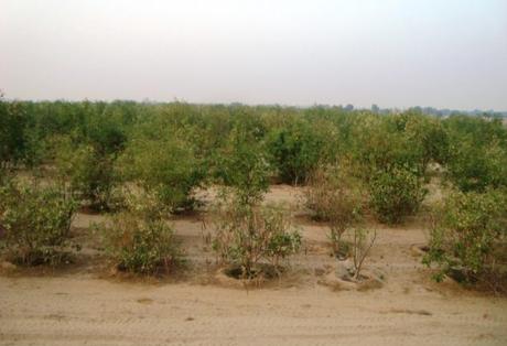 arcilla liquida desierto