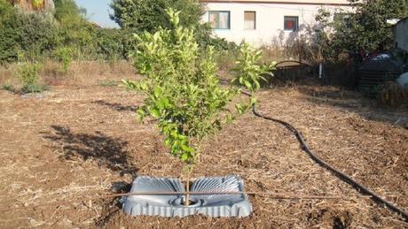 Doce maneras como Israel alimenta al mundo.