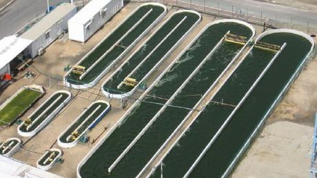 Doce maneras como Israel alimenta al mundo.