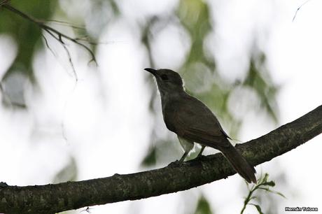 Cuclillo chico (Coccycua cinerea)