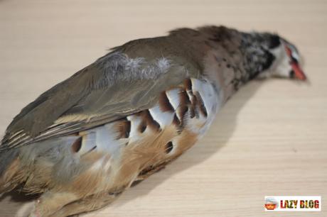 Cómo limpiar, desplumar y preparar una perdiz para su consumo