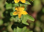 Hierba Juan (Hypericum perforatum)