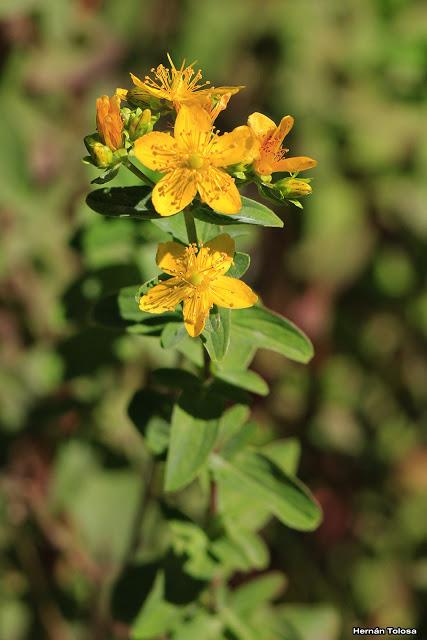Hierba de San Juan (Hypericum perforatum)