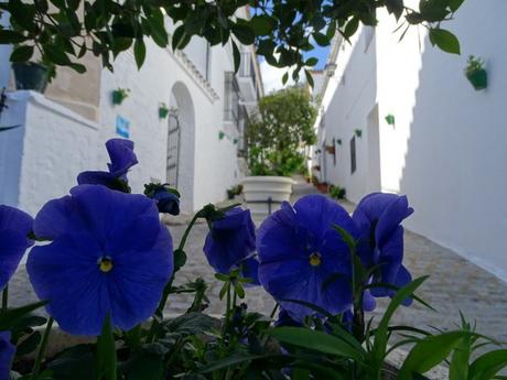 calle alta el gastor flores museo usos y costumbres macetas cadiz andalucia