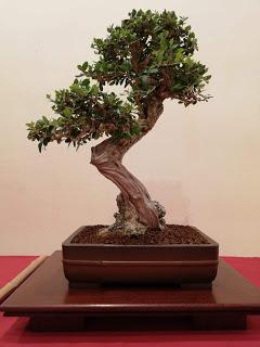 28º Exposicio bonsai Natura