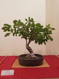 28º Exposicio bonsai Natura