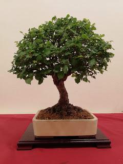 28º Exposicio bonsai Natura