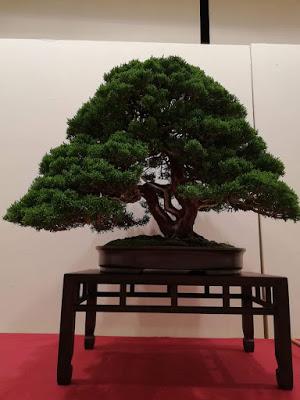 28º Exposicio bonsai Natura