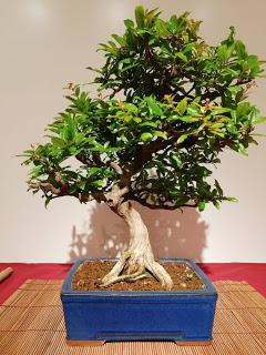 28º Exposicio bonsai Natura