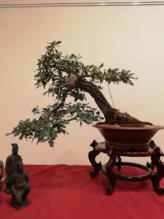 28º Exposicio bonsai Natura