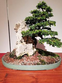 28º Exposicio bonsai Natura