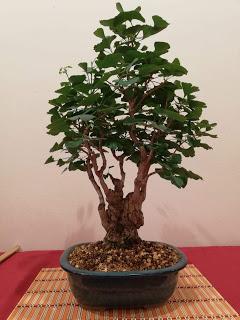 28º Exposicio bonsai Natura