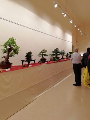 28º Exposicio bonsai Natura