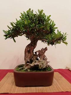 28º Exposicio bonsai Natura