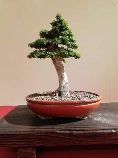 28º Exposicio bonsai Natura