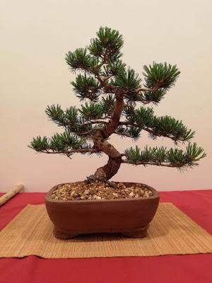 28º Exposicio bonsai Natura