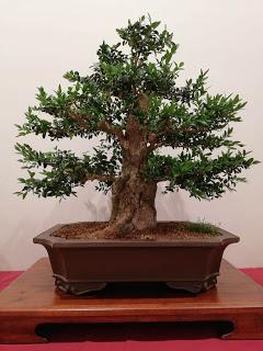 28º Exposicio bonsai Natura