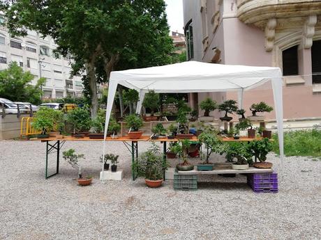 28º Exposicio bonsai Natura