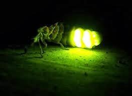 Reseña – El Brillo de las Luciérnagas Resultado de imagen para el brillo de las luciernagas