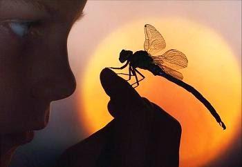 Reseña – El Brillo de las Luciérnagas Imagen relacionada