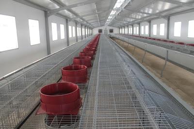 Fue reconocido director FEDA por productores de conejos de Barahona.