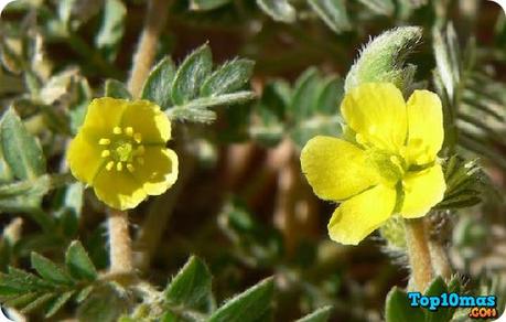 remedio-casero-para-impotencia-sexual