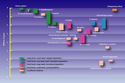 Especie homínida, tipos de homínidos