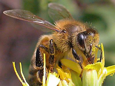 Simposio internacional de la apicultura se llevará a cabo en Tarija en junio