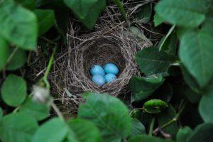 bird-eggs-3425657__340