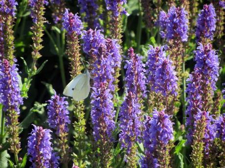 Mariposeando… Mariposeando…