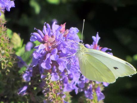 Mariposeando… Mariposeando…