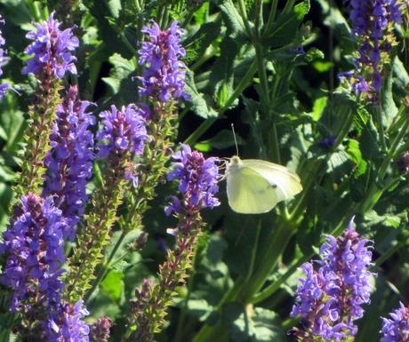 Mariposeando… Mariposeando…