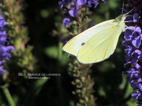 Mariposeando… Mariposeando…