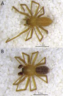 Descubierta una araña en cuevas de Indiana (EEUU)