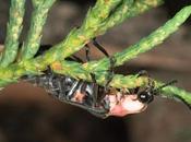 Llega zona oriente edoméx ruta luciérnagas”