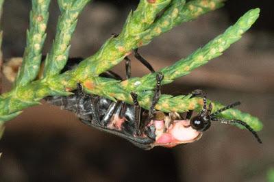 LLEGA A LA ZONA ORIENTE DEL EDOMÉX “LA RUTA DE LAS LUCIÉRNAGAS”