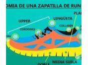 Anatomia zapatilla running