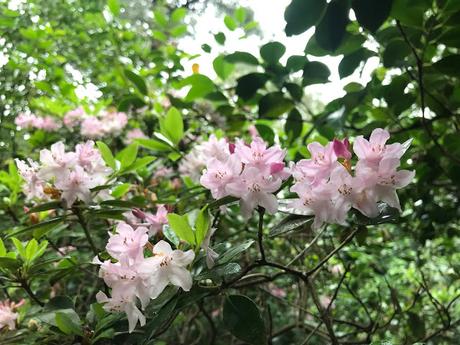 Belleza de junio. Beauty in June.