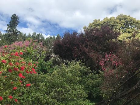 Belleza de junio. Beauty in June.