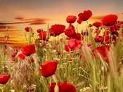 Amapolas, sangre tierra