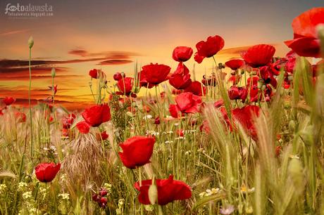 Crecieron las amapolas... en el campo- Fotografía artística