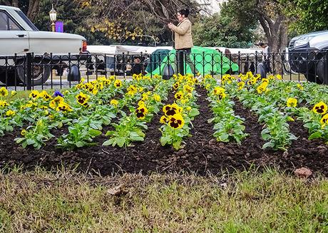 Un cantero con plantas y flores de pensamientos en hilera.