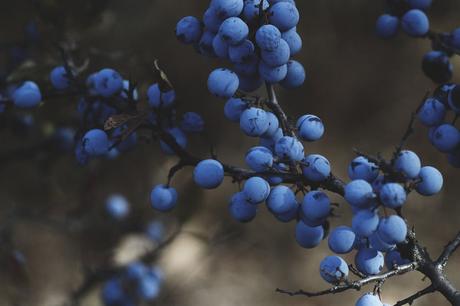 arandanos azules