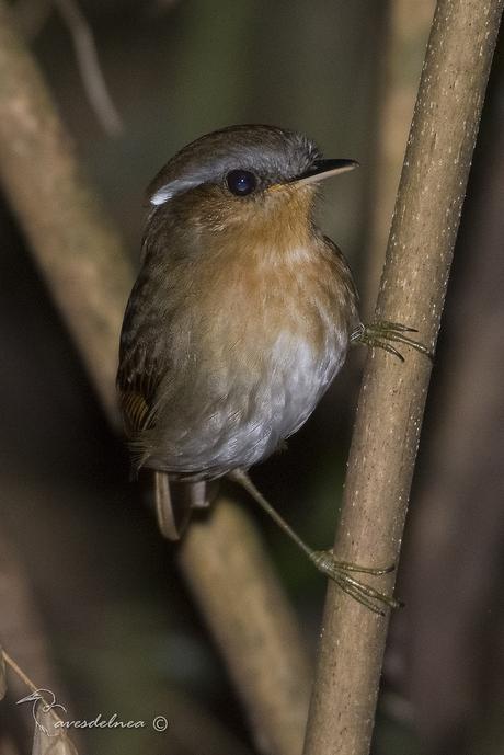 Chupadientes (Rufous Gnateater) Conopophaga lineata